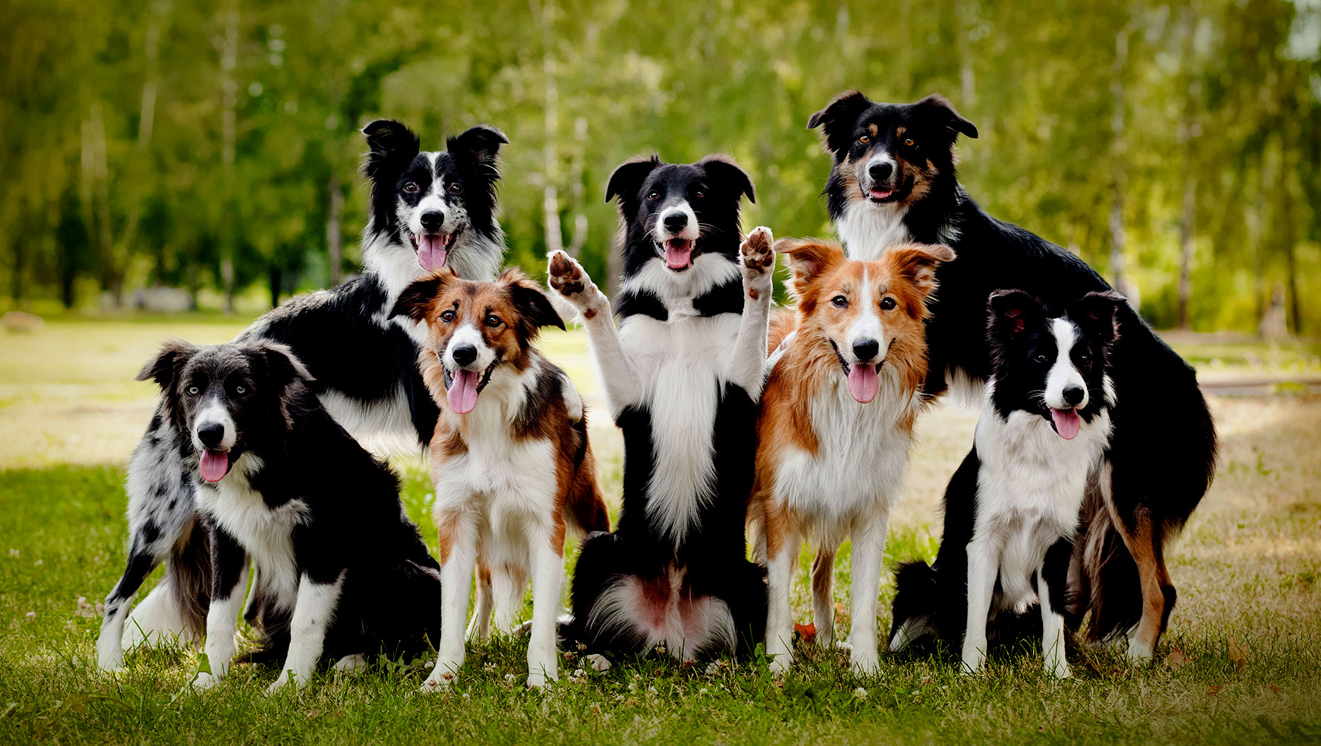 PreRegistration Form Dog Boarding Kelowna & West Kelowna